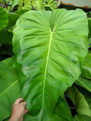 Philodendrons (Giganteum)